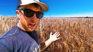 NO WAY GOOD WHEAT  Harvest Part 7 [upl. by Sharl]