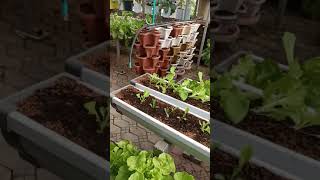 Soilless Farming home gardening technique [upl. by Hcib]