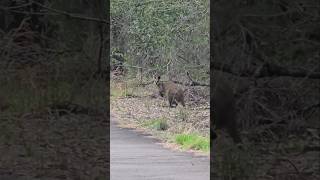 Wallaby in Nature [upl. by Miki]