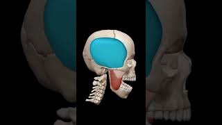 Mendible elevationMovement of lower jawanatomy viralvideo trending shortvideo sciepro [upl. by Zweig777]