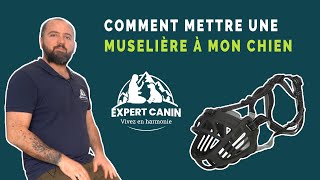 EXPERT CANIN  Comment mettre une muselière à mon chien [upl. by Pinebrook]