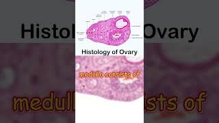 quotOvary Histology Key Features and Essential Conceptsquot [upl. by Innavoig]