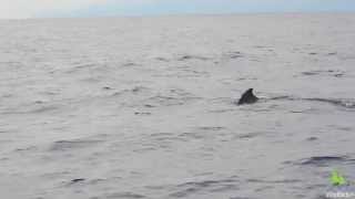 Gervais Beaked Whale Mesoplodon europaeus off Madeira Portugal [upl. by Barvick621]