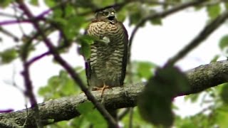 Sparrowhawk Call  What Sound Do Sparrowhawks Make   Birds of Prey [upl. by Nacim516]