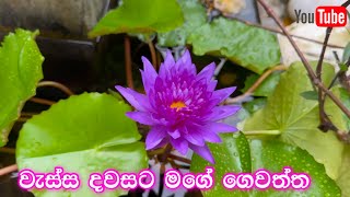 වැස්ස දවසට මගේ ගෙවත්ත  my rooftop garden  Ridma pilapitiya [upl. by Aldwin292]