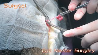 Cat Neuter Surgery  A StepbyStep Surgical Procedure  Surgsci [upl. by Latona]