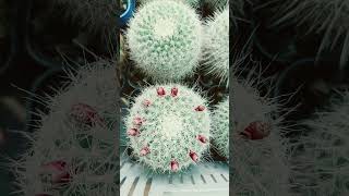 Mammillaria Hahniana with seedpods [upl. by Adaner]