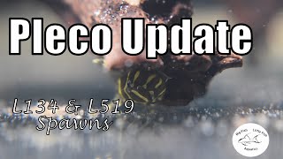 Pleco Update  lots of fry  Big Fish Little Fish Aquatics [upl. by Eceinehs]