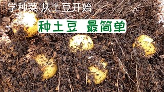 【土豆种植】学种菜 从土豆开始吧 人人都能种出土豆来 II 怎么做可以使土豆不发芽？土豆为什么会发芽？最简单的方法种土豆 [upl. by Affer9]