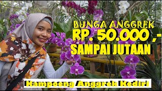 BELI ANGGREK MURAH MULAI HARGA 20 RIBU SAMPAI JUTAAN DI KAMPUNG ANGGREK KEDIRI VIRAL [upl. by Hezekiah]