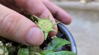 Dorstenia foetida launching seeds in slow motion [upl. by Ddat783]