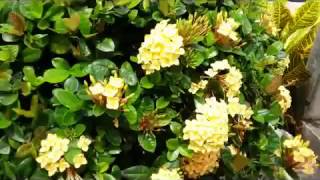 Yellow Ixora coccinea perennial flower plant [upl. by Reggy]