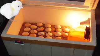 How to Make Egg Incubator at Farm  Incubator with Thermocol Box  Eggs Harvesting  FishCutting [upl. by Atimad303]