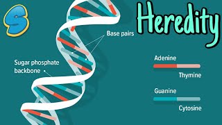 Introduction to Genetics በአማርኛ Grade 10 Biology Unit 2 Part 1 [upl. by Cresa]