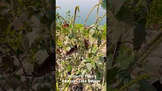 Butterfly Plant Ambazari Lake Nagpur [upl. by Bathsheeb]