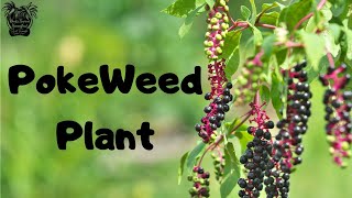 PokeWeed Plant  Medicinal Benefits Uses And Dangers [upl. by Uel]