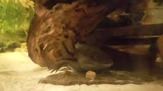 Axolotl eating repashy meat pie [upl. by Ordway]