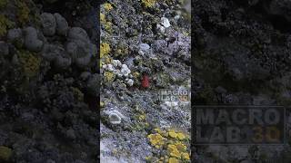 A 2mm long red mite Neomolgus littoralis sitting in a lichen garden [upl. by Kind953]