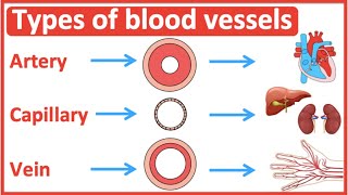 Types of blood vessels  Artery capillary amp vein  Easy learning video [upl. by Nirret540]