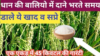 धान की बालियो मे दाना भरते समय कोन सी खाद डाले ।डाले ये खाद  Dhankikheti  Desi Kisan Agro Farm [upl. by Kane]