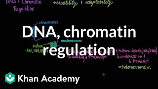 DNA and chromatin regulation  Biomolecules  MCAT  Khan Academy [upl. by Sibbie419]