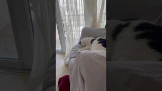 Angelic Cat Nap cat shortsviral [upl. by Adao]