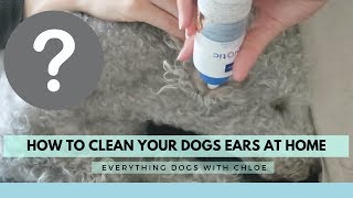 BEST WAY TO CLEAN DOG EARS AT HOME  USING EPIOTIC CLEAN EAR SOLUTION [upl. by Raul]