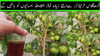 How Do you Fertilizer for Flowers and Fruits  3in1 Liquid Powerfull Fertilizer for Tomato plants [upl. by Ebehp]