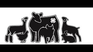 How to choose 4H show animals [upl. by Yeliab990]