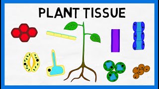 Plant Tissue [upl. by Hgielhsa619]