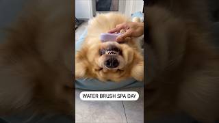 Dog SPA Day✨️🐶 dogproducts petproducts dogowners catowners petowners [upl. by Horace]