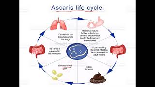 Life Cycle Of Ascaris Lumbricoides [upl. by Nnahteb]