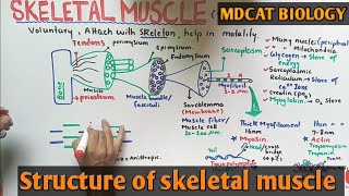 Skeletal muscle structure  NMDCAT 2021 [upl. by Atsahc]