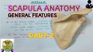 scapula anatomy l General features l PART2 [upl. by Sherr]