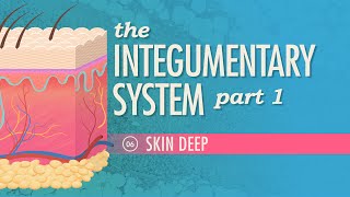 The Integumentary System Part 1  Skin Deep Crash Course Anatomy amp Physiology 6 [upl. by Aniakudo6]