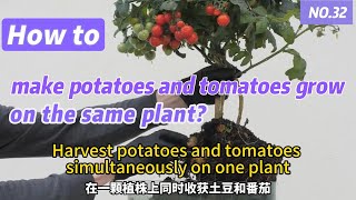 How to make potatoes and tomatoes grow on the same plant？plant [upl. by Treboh301]