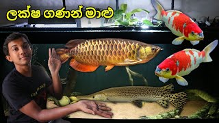 ලක්ෂගණන් වටින කෝයි මාළු සහ ඇරවානා   Japanese Koi amp RTG Arowana Aquarium tour 4 [upl. by Seldon]