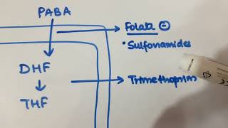 PHARMACOLOGY Antibiotics Mechanism and Site of Action [upl. by Arnold897]