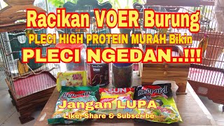 Racikan Pakan PLECI Murah Agar GACOR Bikin PLECI NGEDAN [upl. by Asseralc771]