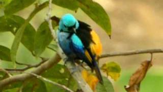 Sevencolored Tanager [upl. by Nylegna]