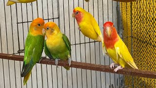 Parrots singing beautiful birds voice beautiful Love birds sounds [upl. by Brandon]