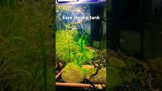 New plants in the shrimp culling tank shrimp aquarium plantedtank nanoplantedtank aquascape [upl. by Fishback]