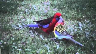 eastern rosella with crimson rosella [upl. by Bibbie294]