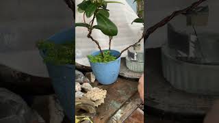 repotting an ixora that keeps blowing over in the wind and an experiment [upl. by Dnomse481]