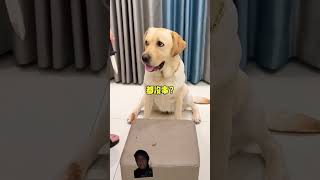 dog labrador puppy pets funny comedy challenge prank [upl. by Ihpen]