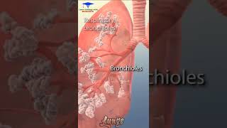 The Animation of Lungs and part Bronchi Bronchioles short video [upl. by Mixam]