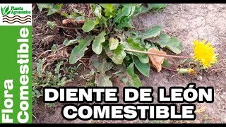 DIENTE DE LEÓN 🌱 una planta 🥗 COMESTIBLE– aprende a identificarla y consumirla [upl. by Seaton]