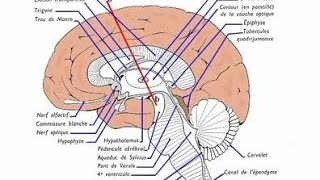 coupe longitudinale de lencéphale je vous détailler tous abonne toi et partage [upl. by Nastassia]