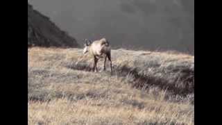 Chamois in Slovakian Low Tatras [upl. by Krucik]