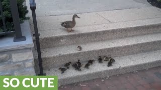 Ducklings accomplish grueling task of climbing stairs [upl. by Redford714]